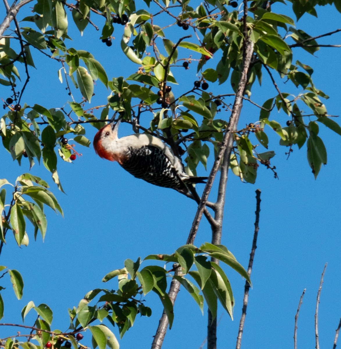 Red-bellied Woodpecker - ML622405965