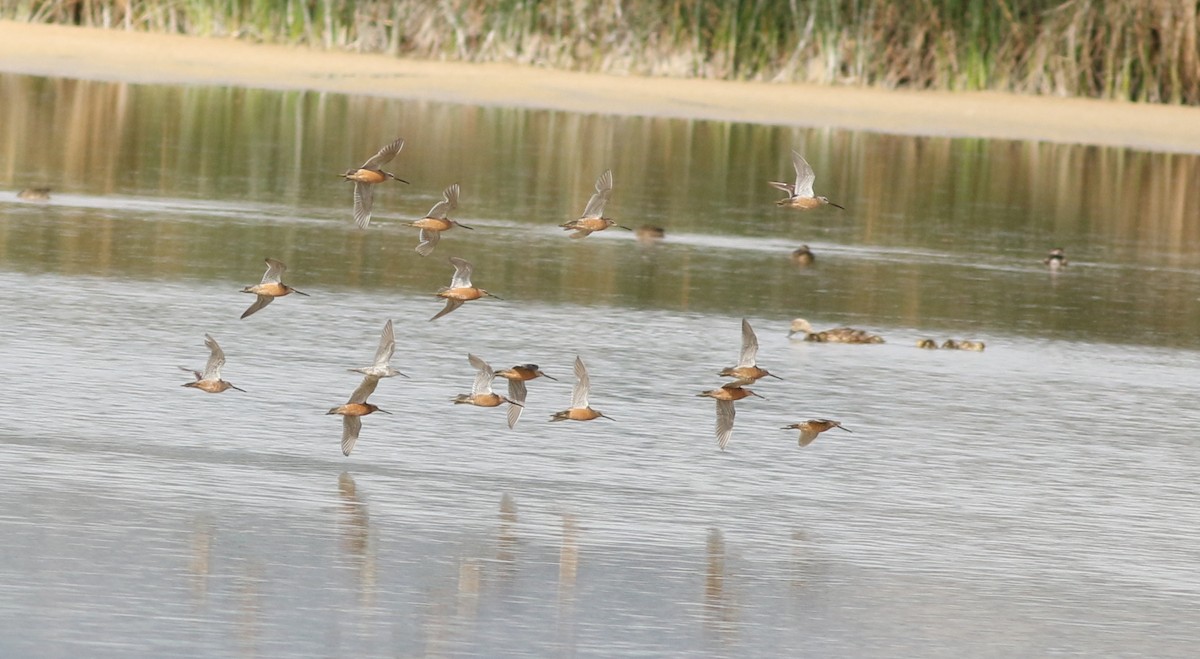 Long-billed Dowitcher - ML622405997