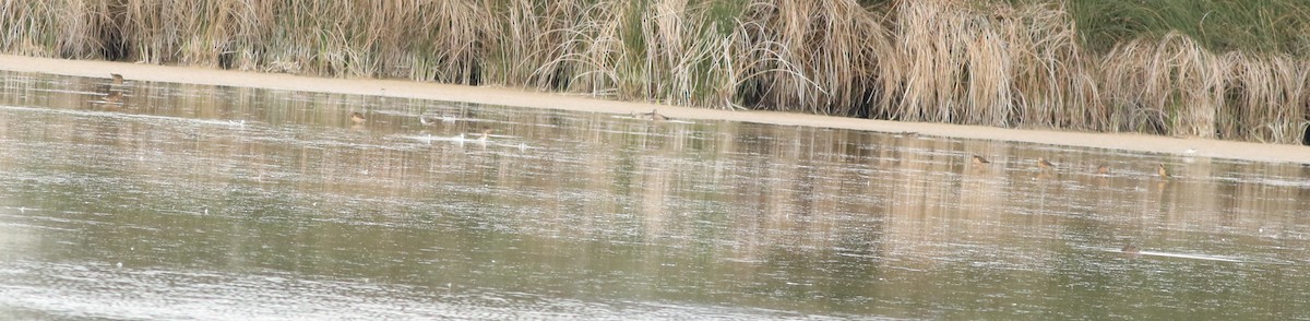 Long-billed Dowitcher - ML622406077