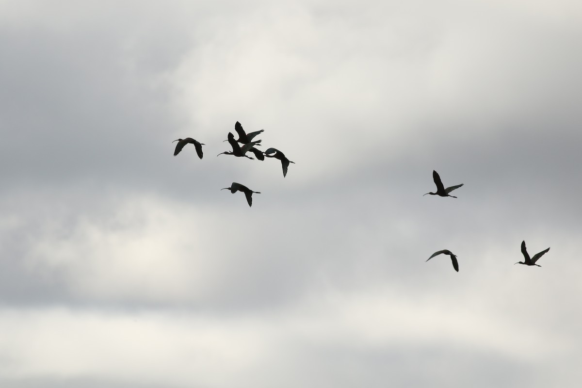 White-faced Ibis - ML622406187