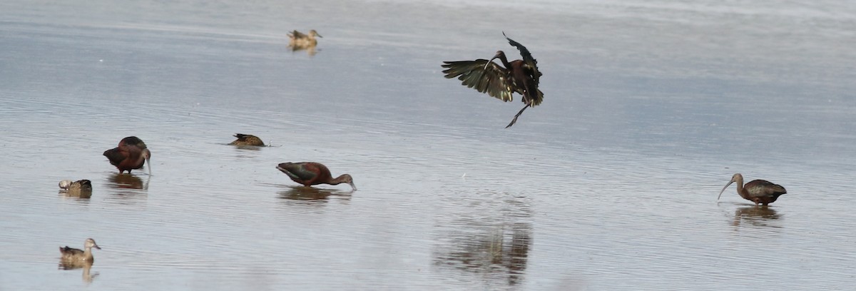 White-faced Ibis - ML622406189