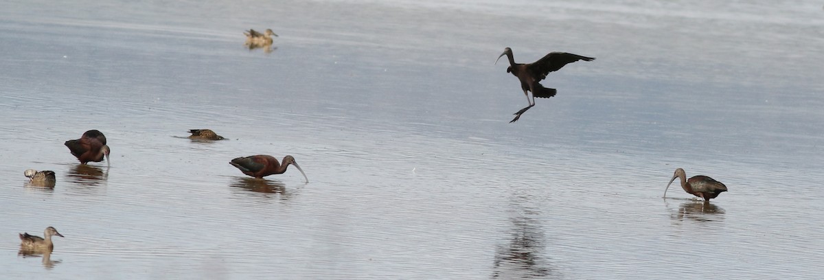 White-faced Ibis - ML622406190