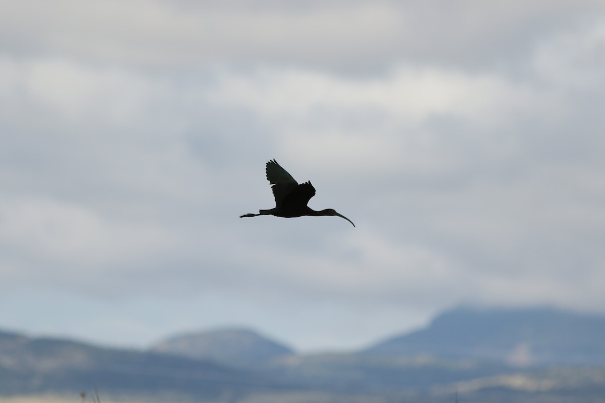 White-faced Ibis - ML622406191