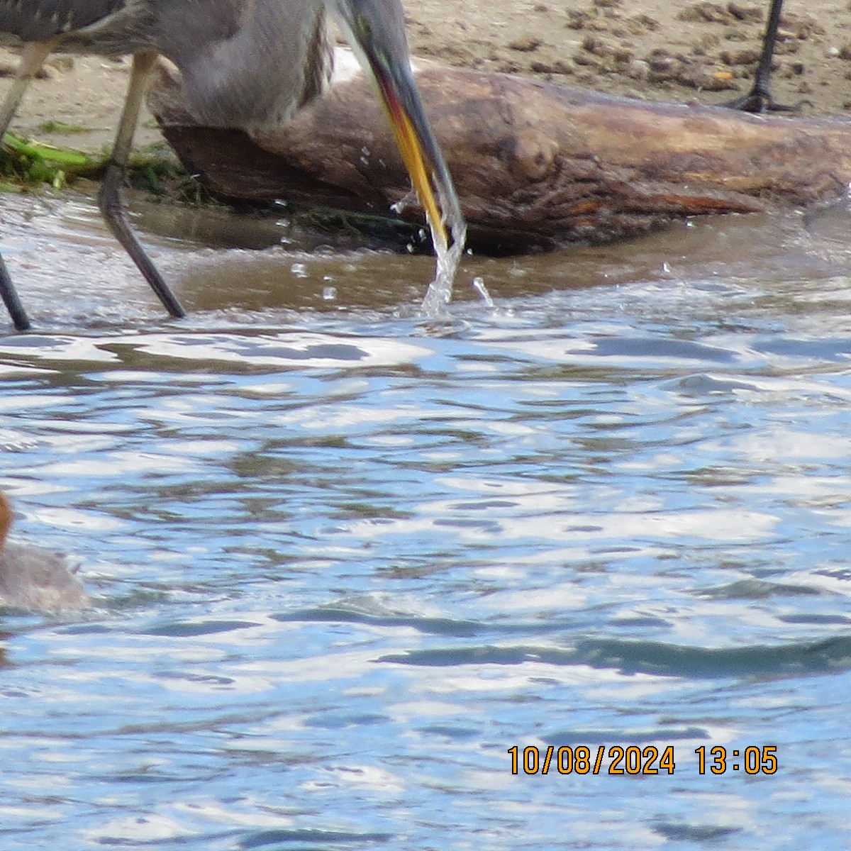 Great Blue Heron - ML622406207