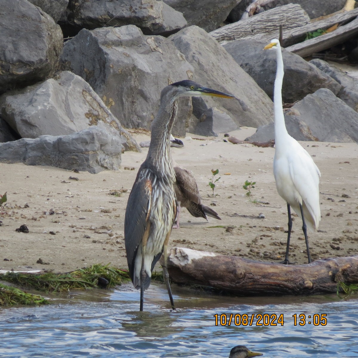 Great Blue Heron - ML622406208