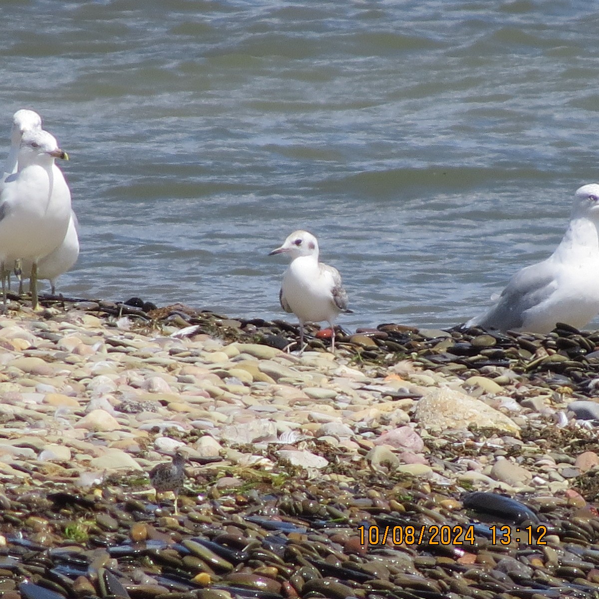 Bonaparte's Gull - ML622406223