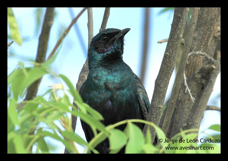 Burchell's Starling - ML622406236