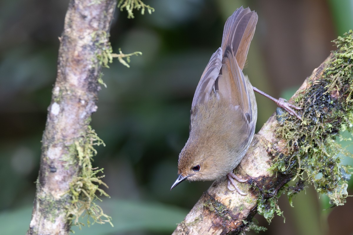 Large Scrubwren - ML622406256