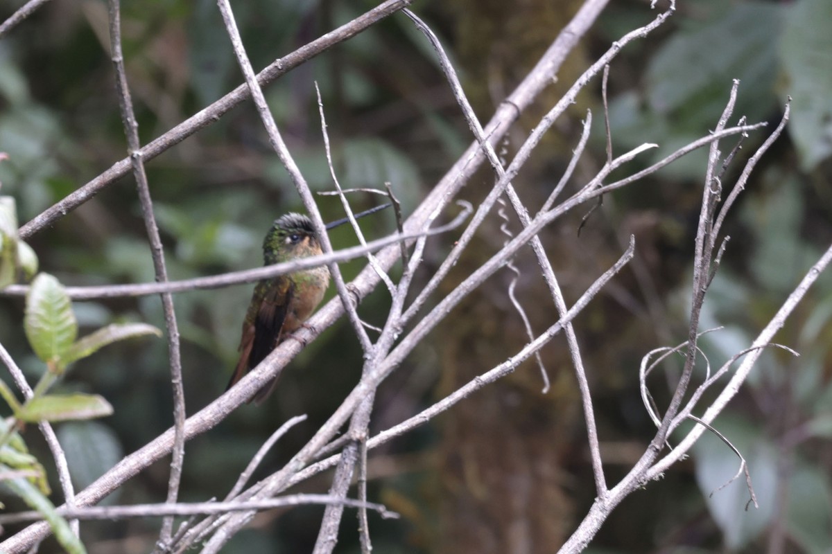 Violet-throated Starfrontlet (Bolivian) - ML622406262