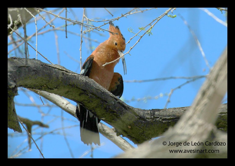 Eurasian Hoopoe - ML622406282