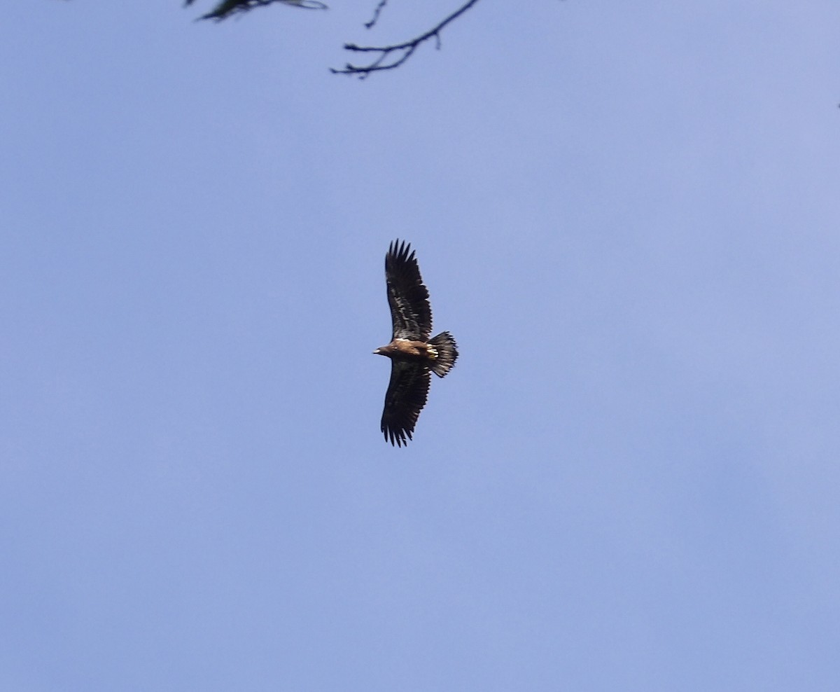 Bald Eagle - ML622406296