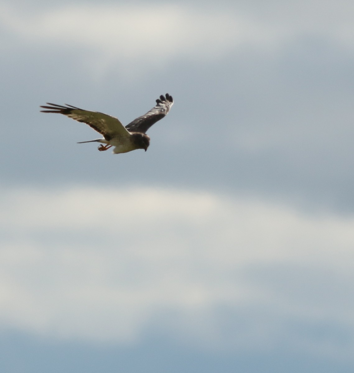 Northern Harrier - ML622406333