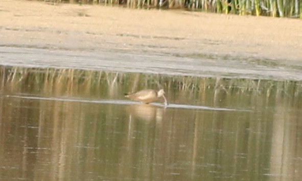 Marbled Godwit - ML622406446