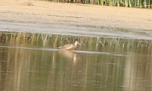 Marbled Godwit - ML622406447