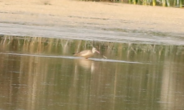 Marbled Godwit - ML622406448