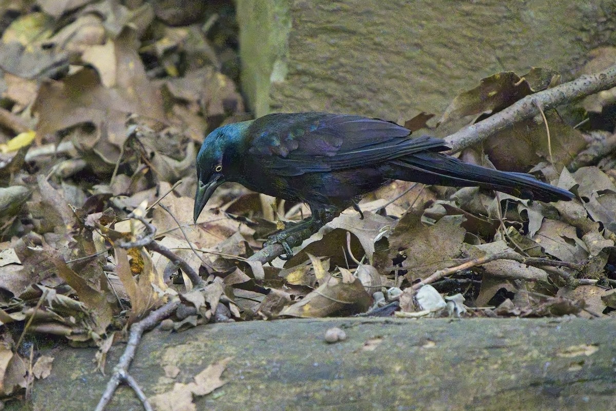 Common Grackle - ML622406454