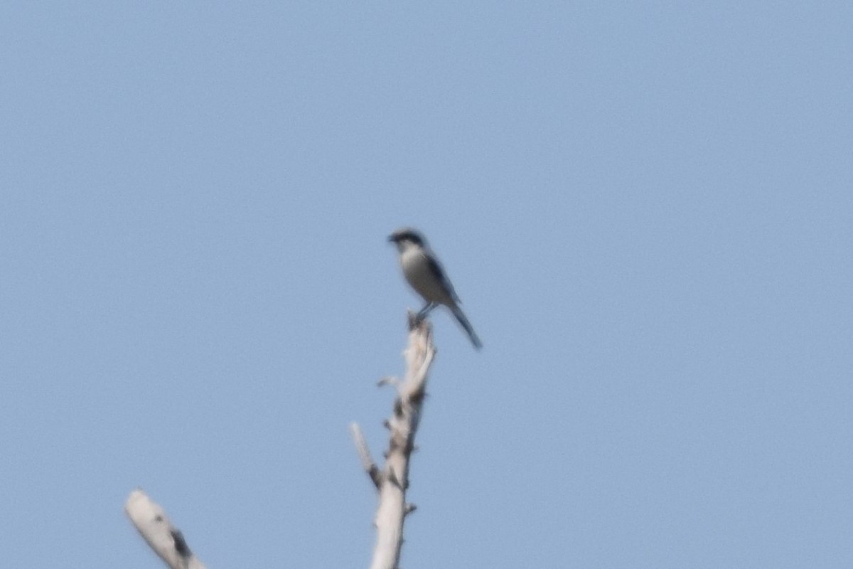 Loggerhead Shrike - ML622406508