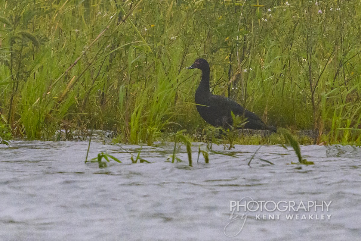 Muscovy Duck - ML622406571