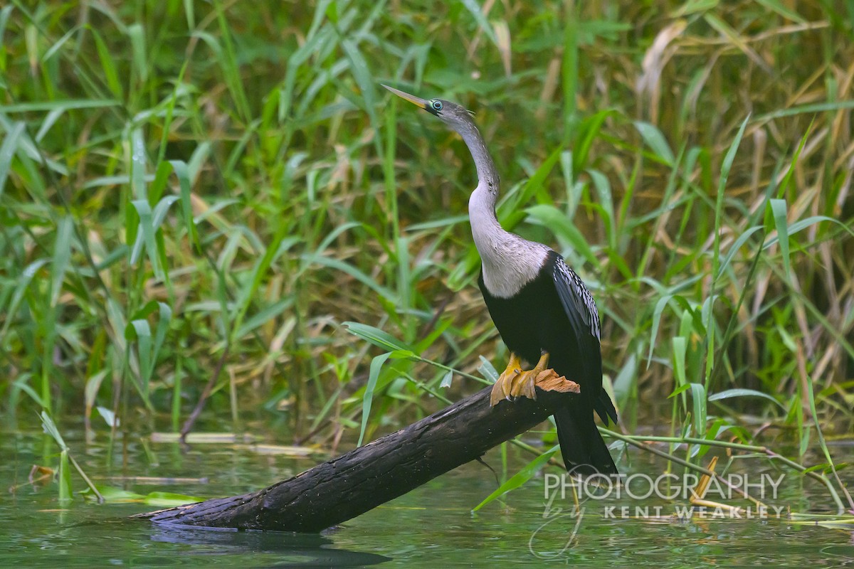 Anhinga - ML622406579