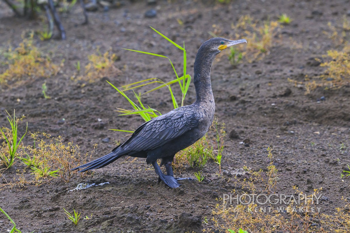 Neotropic Cormorant - ML622406588