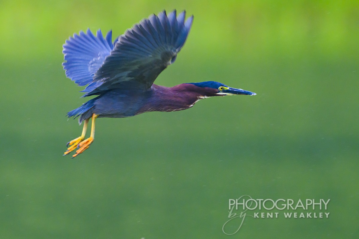 Green Heron - Kent Weakley