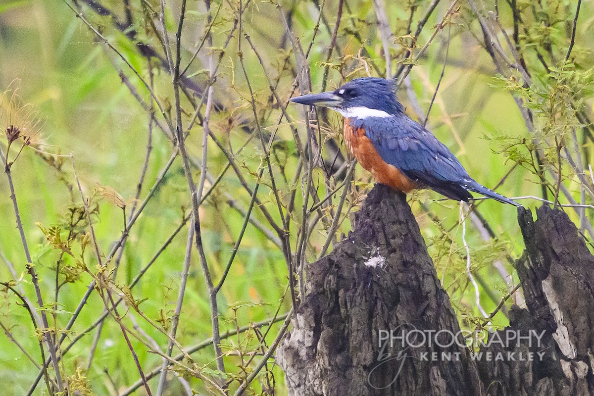 Ringed Kingfisher - ML622406609