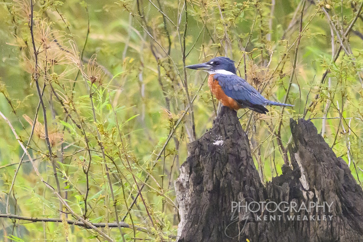 Ringed Kingfisher - ML622406610