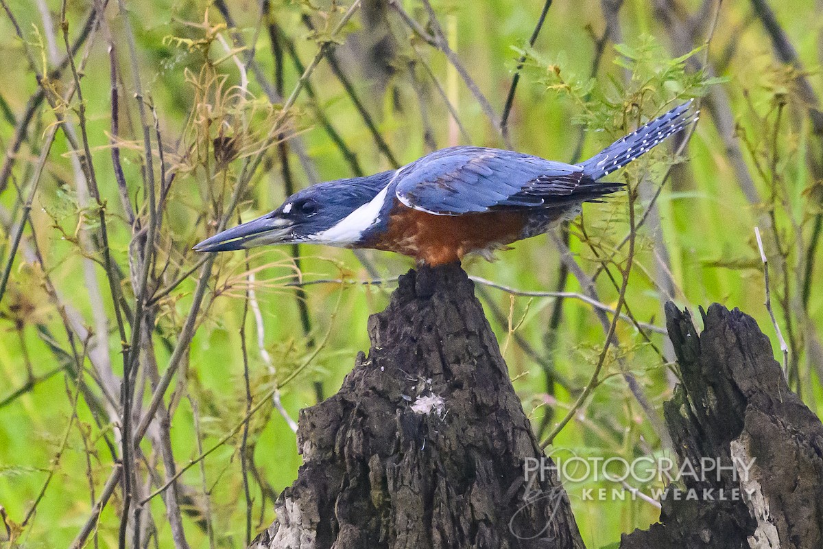 Ringed Kingfisher - ML622406611