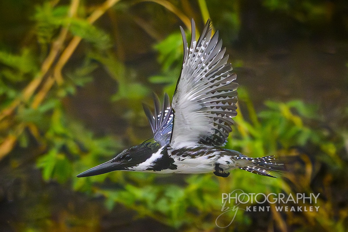 Amazon Kingfisher - ML622406620