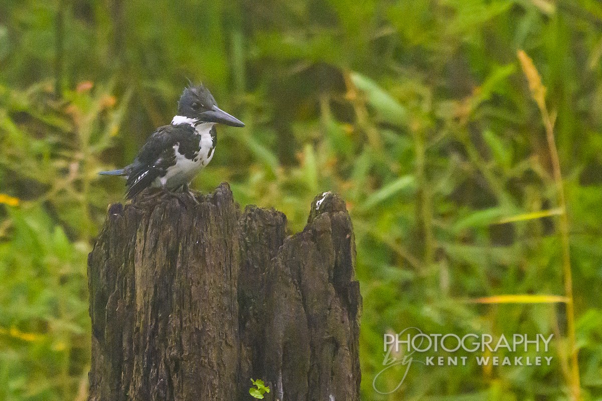 Amazon Kingfisher - Kent Weakley