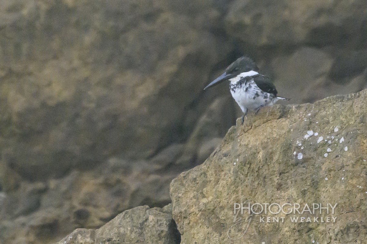 Green Kingfisher - Kent Weakley