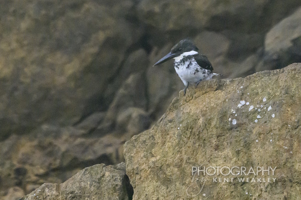 Green Kingfisher - ML622406638