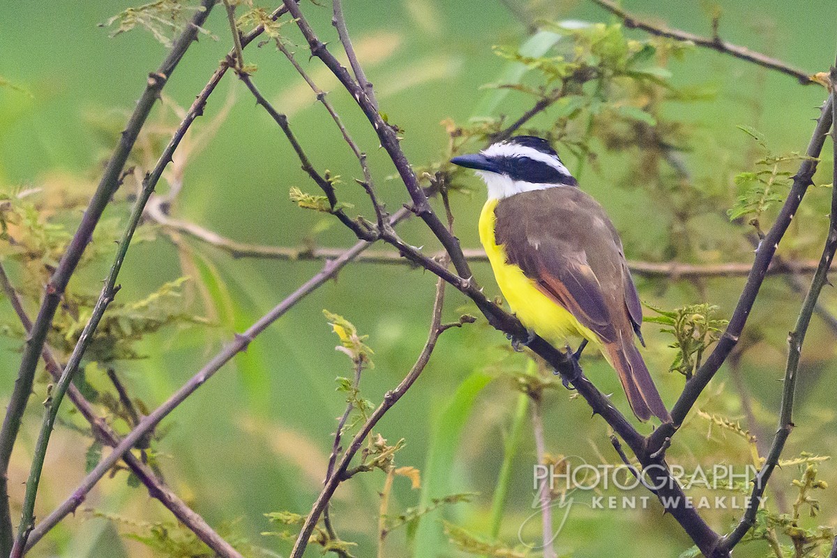 Great Kiskadee - ML622406646