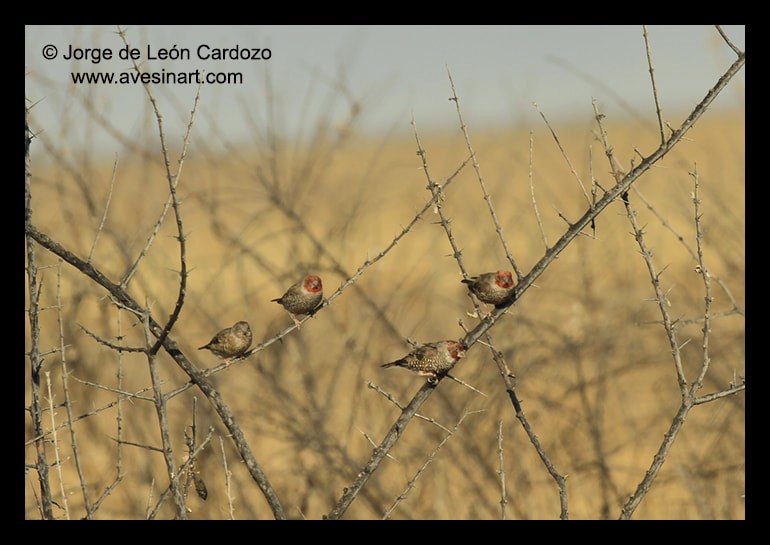 Red-headed Finch - ML622406650