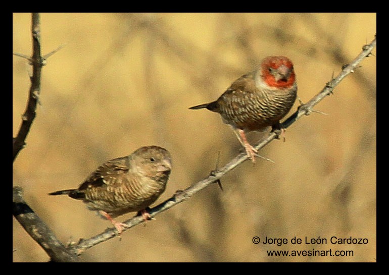 Red-headed Finch - ML622406651