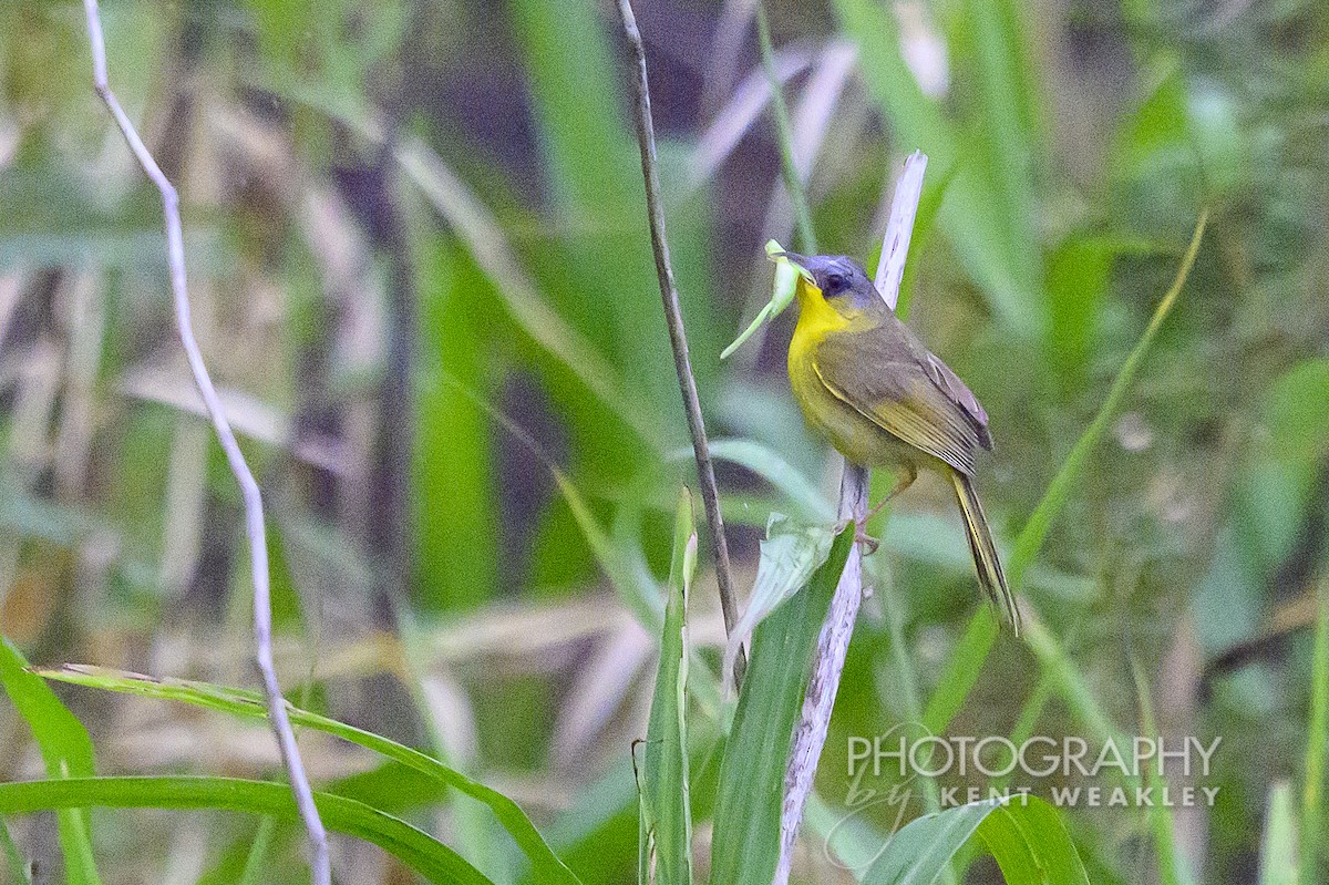 Gray-crowned Yellowthroat - ML622406664