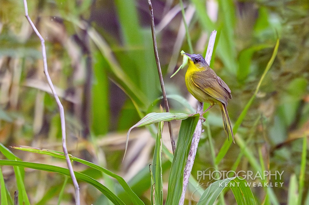 Gray-crowned Yellowthroat - ML622406665