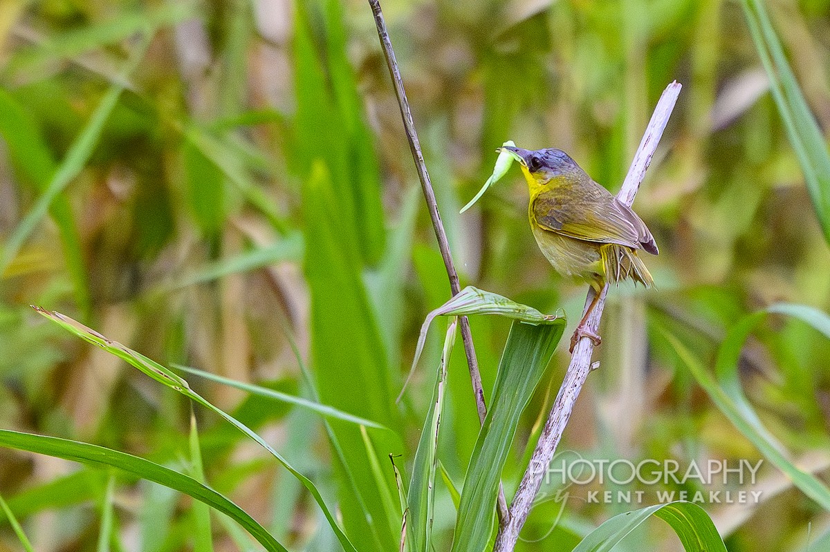 Gray-crowned Yellowthroat - ML622406666