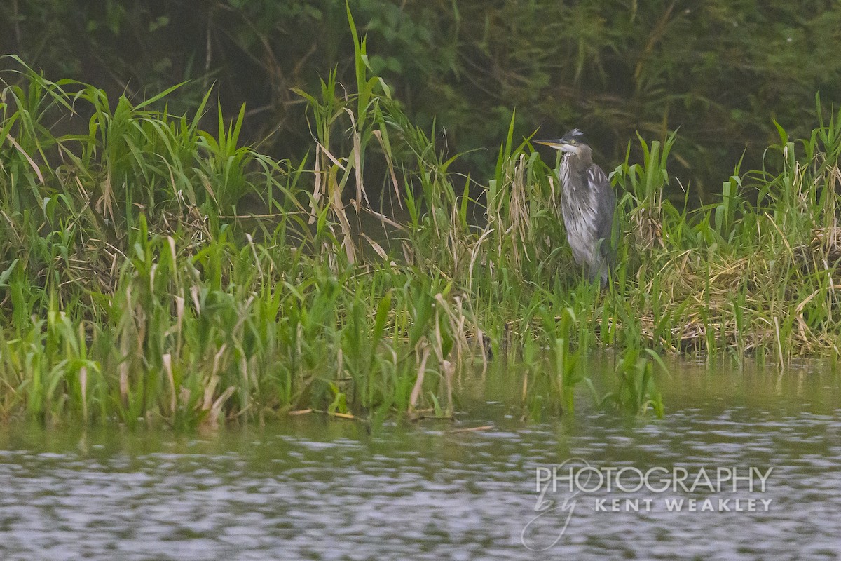 Great Blue Heron - Kent Weakley