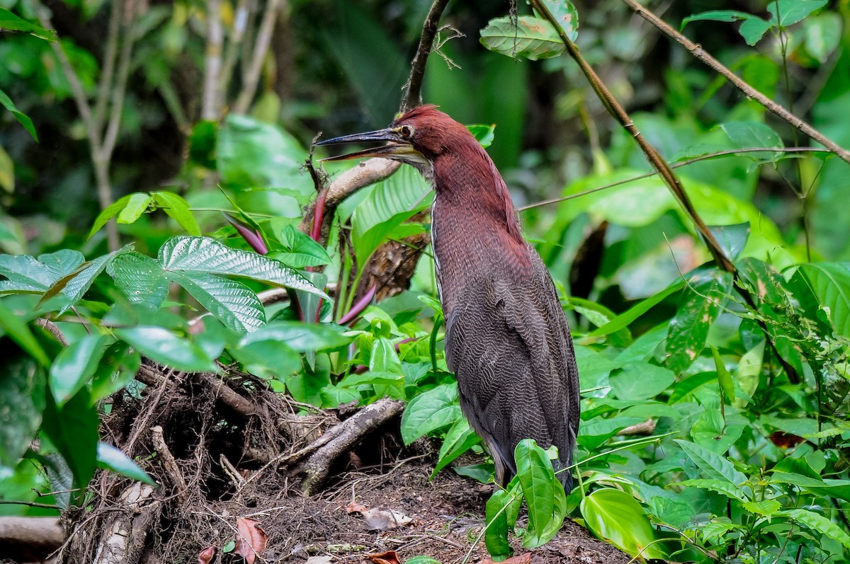 Rufescent Tiger-Heron - ML622407223