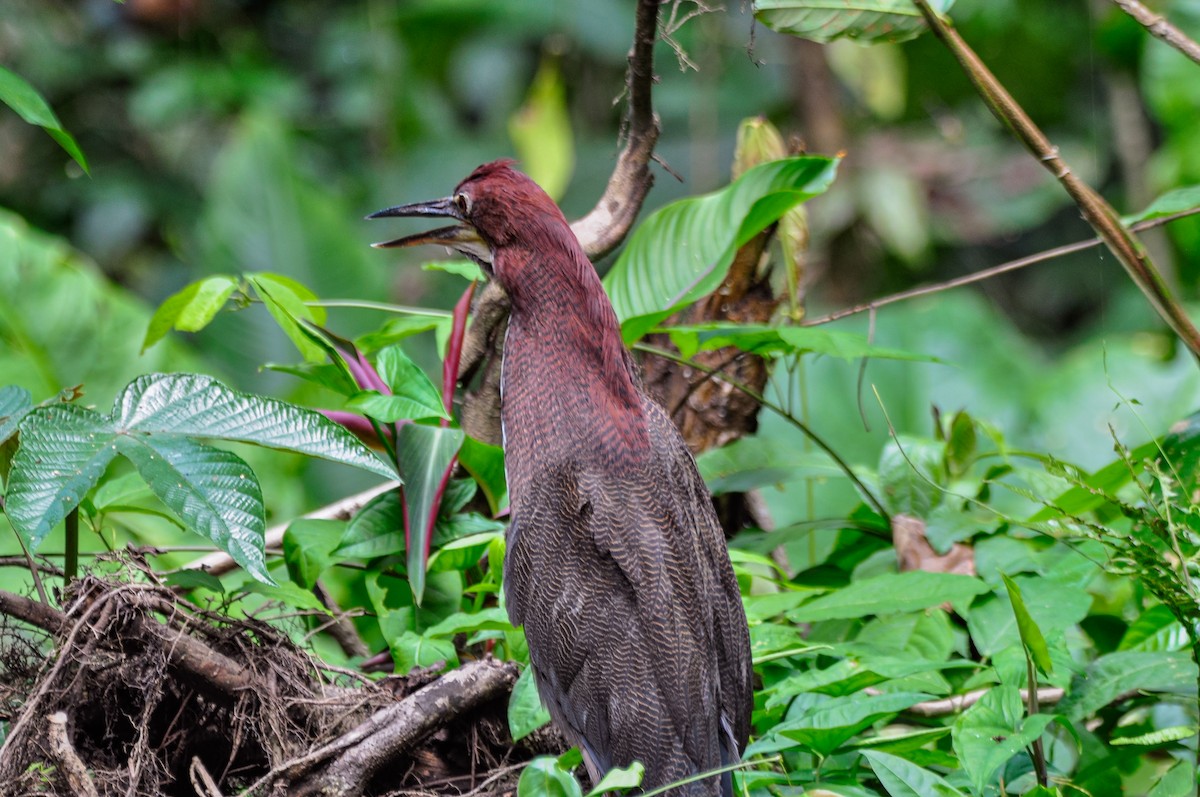 Rufescent Tiger-Heron - ML622407227