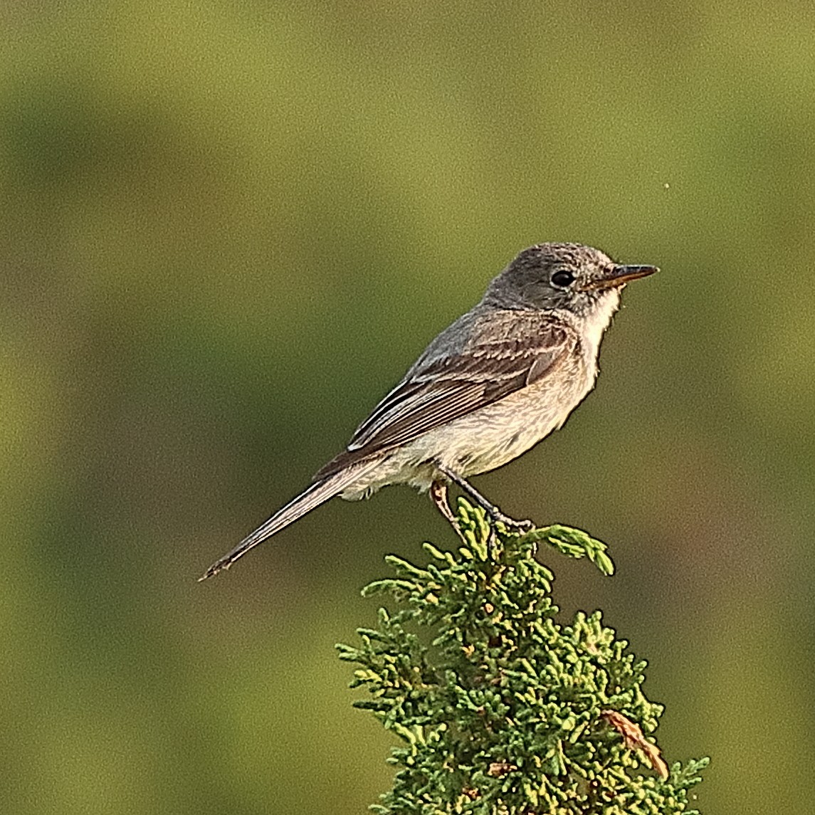 Dusky Flycatcher - ML622407244