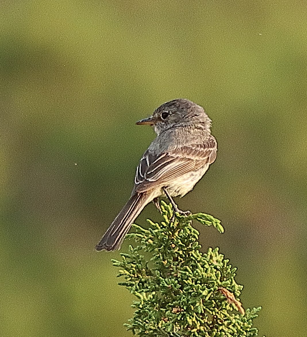 Dusky Flycatcher - ML622407245