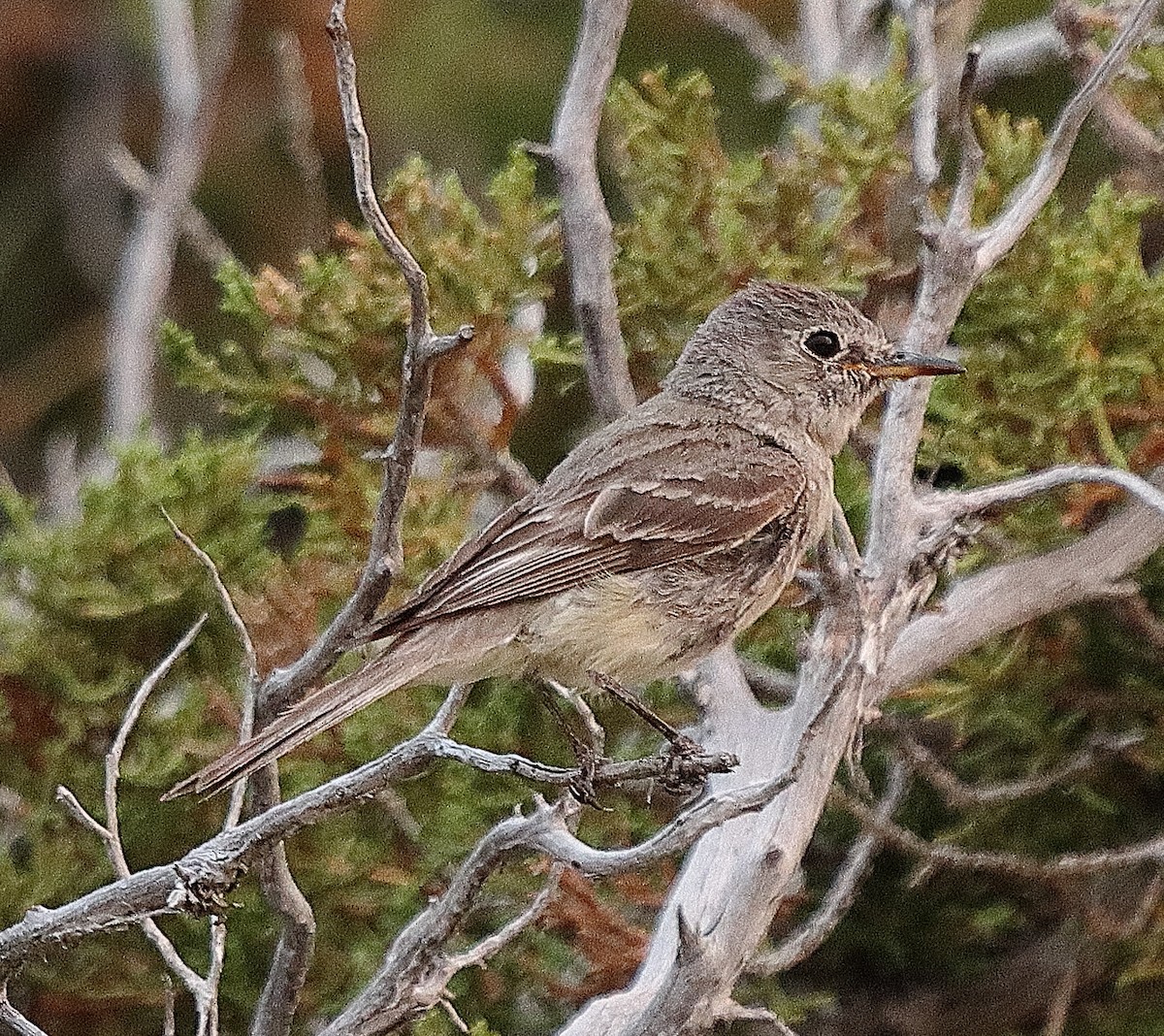 Dusky Flycatcher - ML622407246