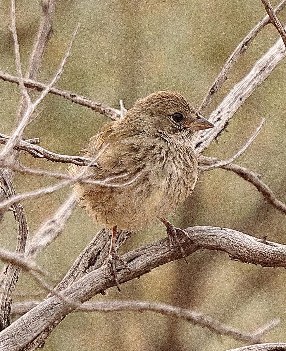 Green-tailed Towhee - ML622407253