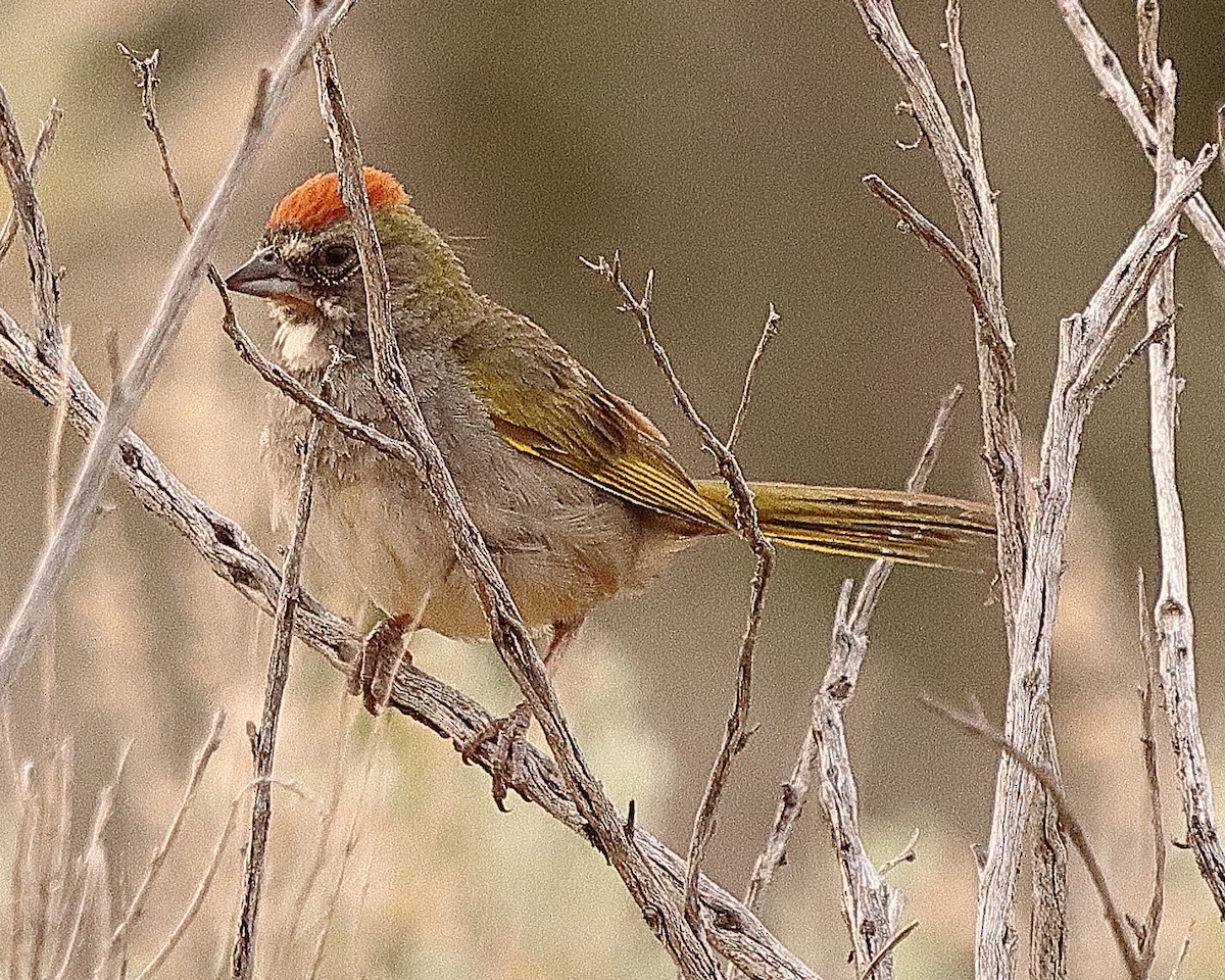 Green-tailed Towhee - ML622407254