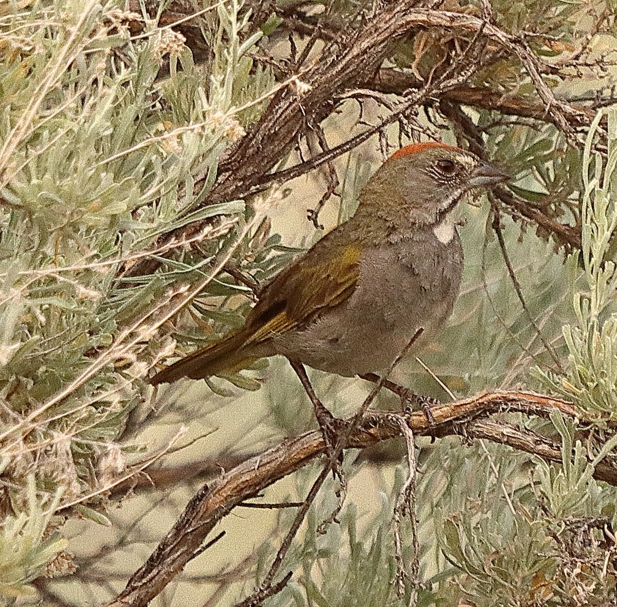 Green-tailed Towhee - ML622407256