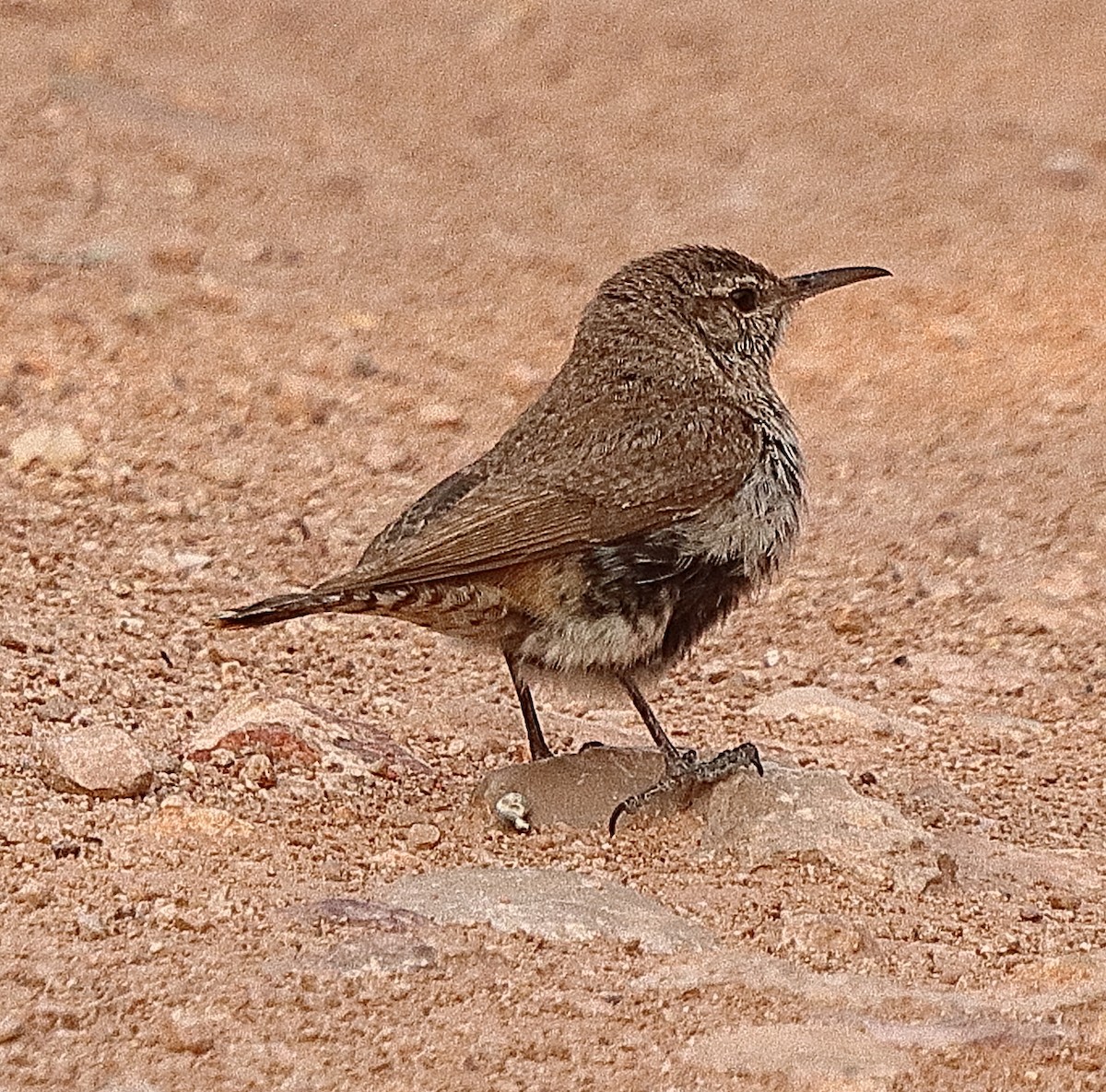 Rock Wren - ML622407272