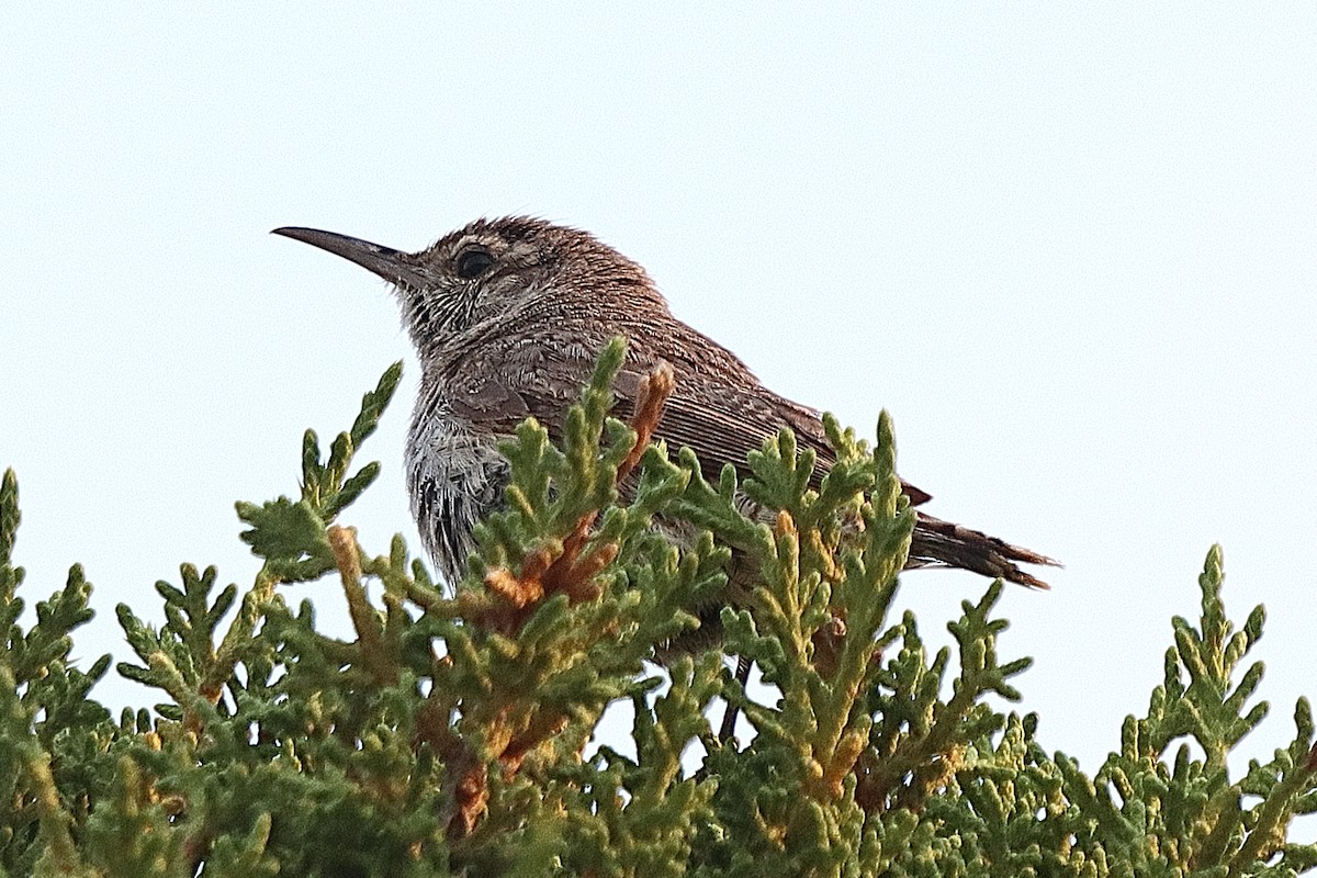 Rock Wren - ML622407273