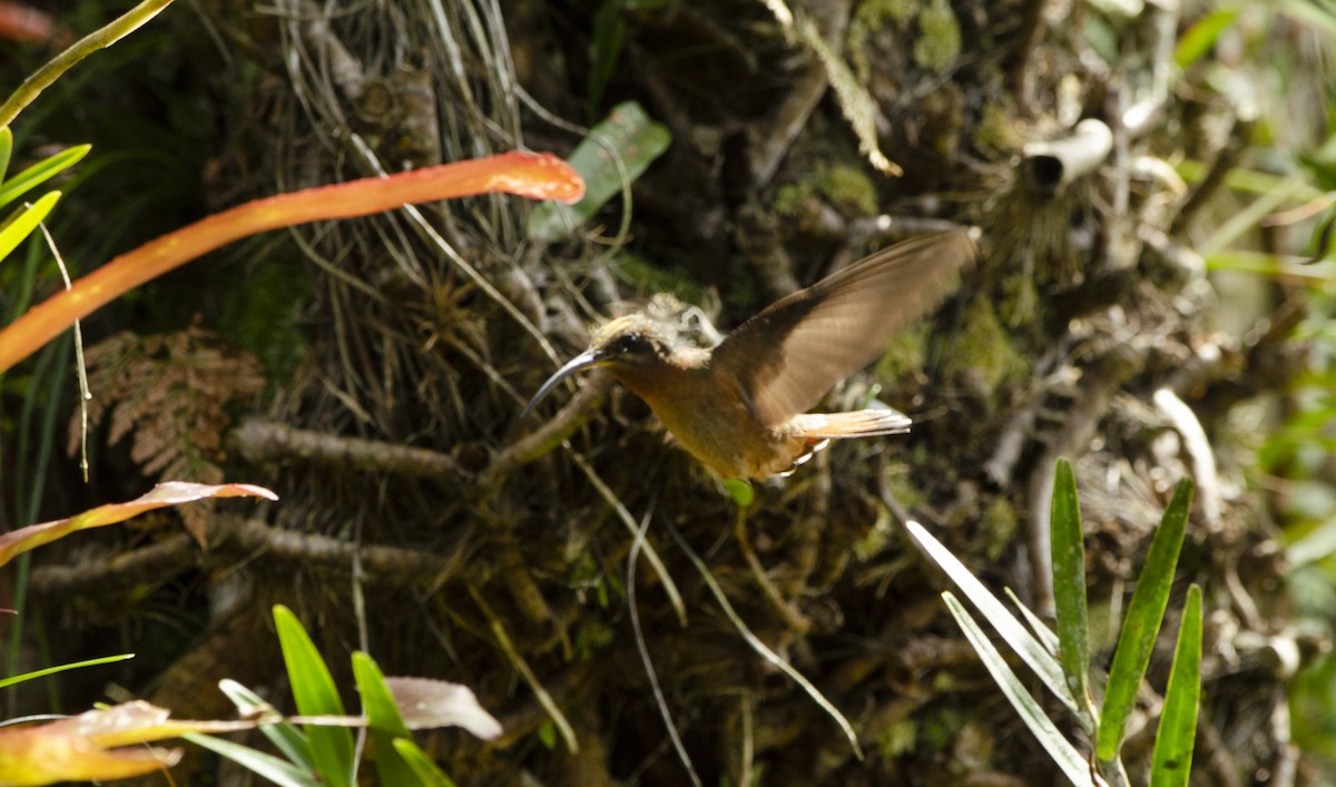Rufous-breasted Hermit - ML622407311